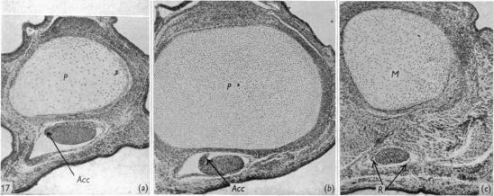 Fig. 17