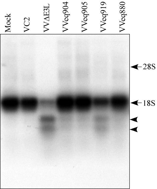 FIG. 8.