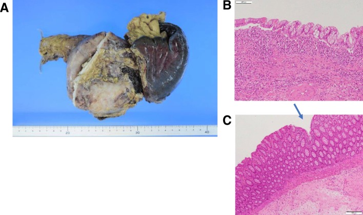 Fig. 6