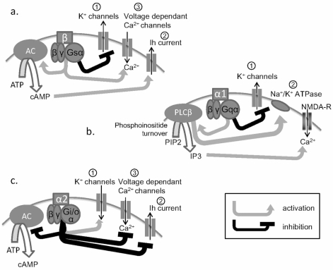 Fig. (1). Schematic representations of the action of adrenoceptors that induce intrinsic plasticity.