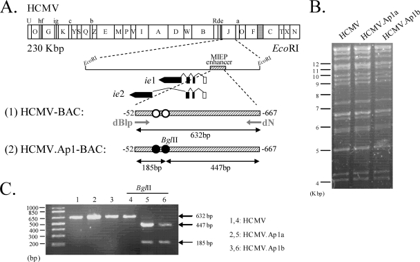 FIG. 3.