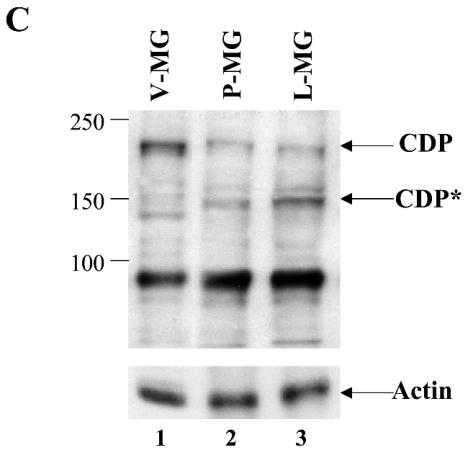 FIG. 7.