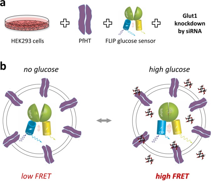 FIG 1