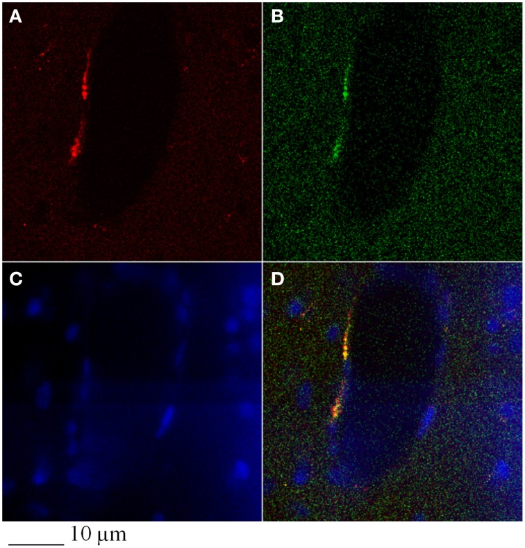 Figure 6