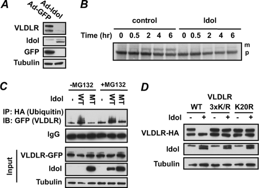 FIGURE 4.