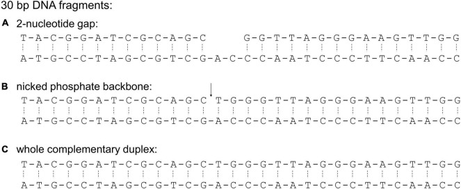 FIGURE 3