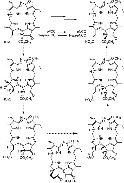 Scheme 5