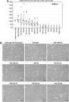 <b>FIG. 1.</b>