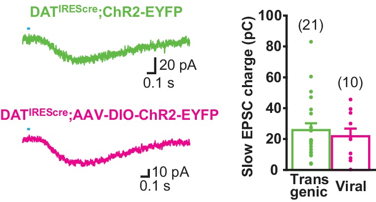 Figure 4—figure supplement 1.