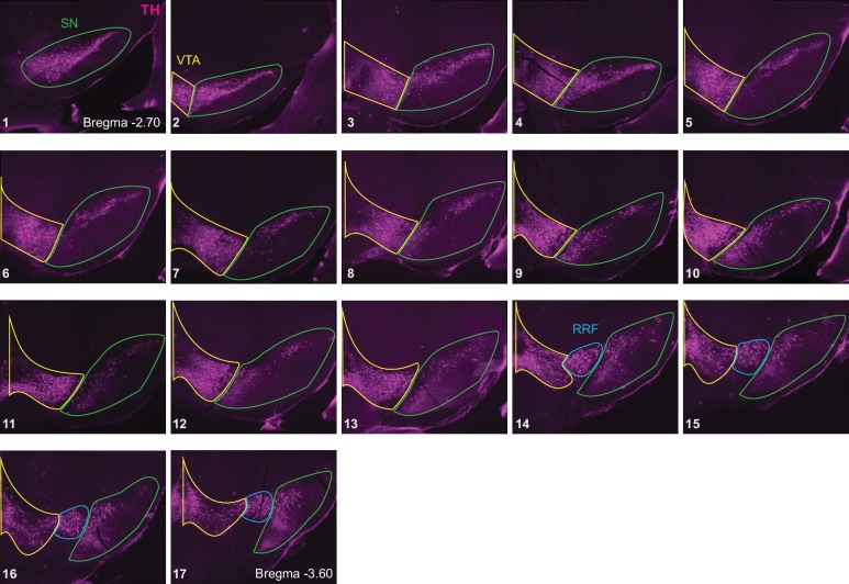 Figure 8—figure supplement 1.