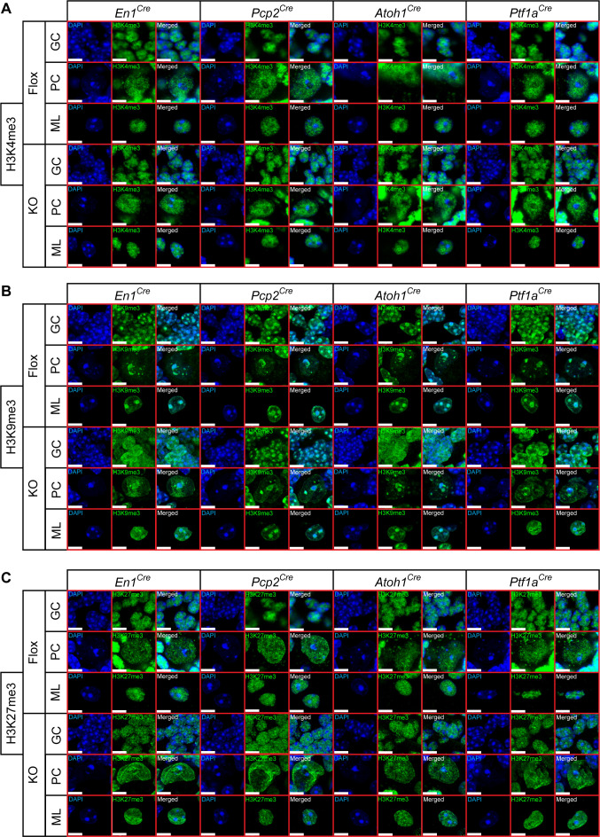 Figure 4—figure supplement 1.