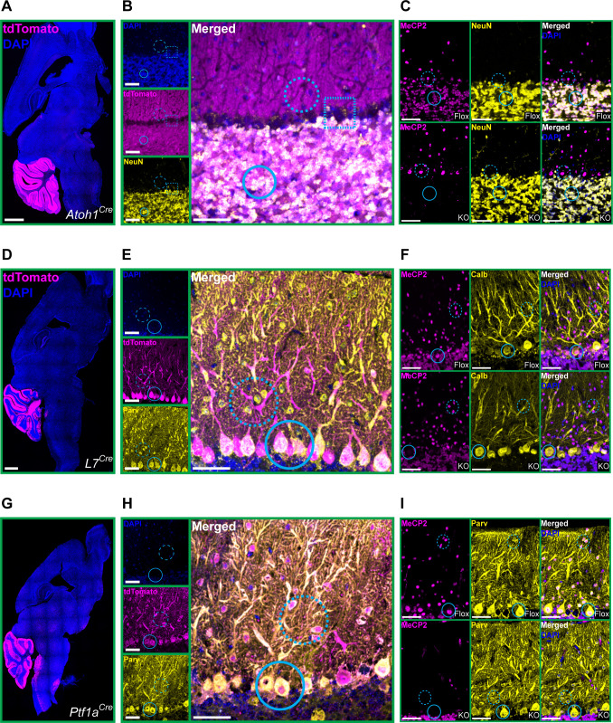 Figure 2—figure supplement 2.