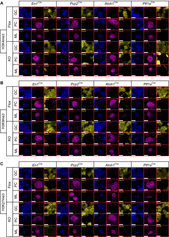 Figure 4—figure supplement 2.