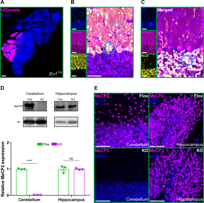 Figure 2—figure supplement 1.