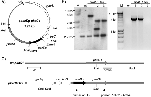 FIG. 1.