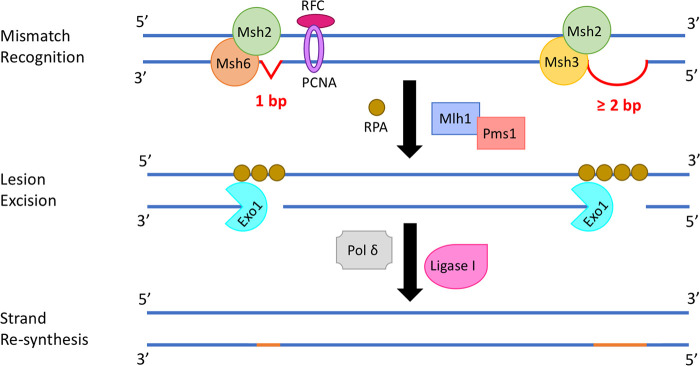 FIG 1