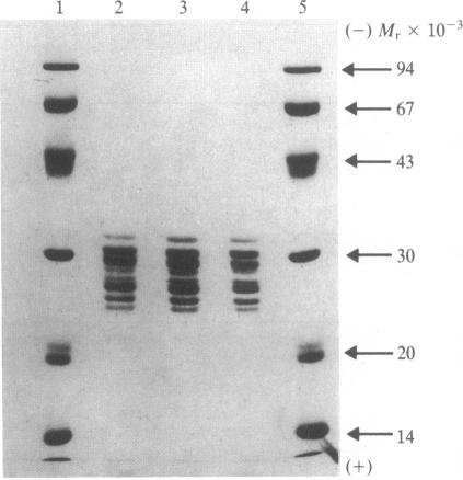 graphic file with name pnas00362-0082-a.jpg