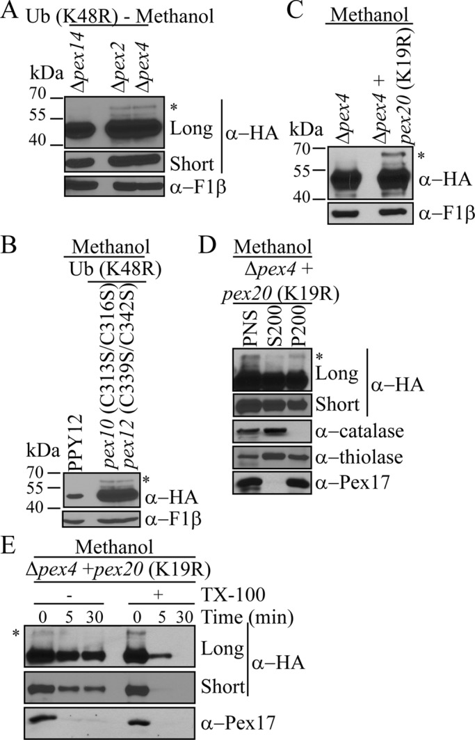 FIGURE 7: