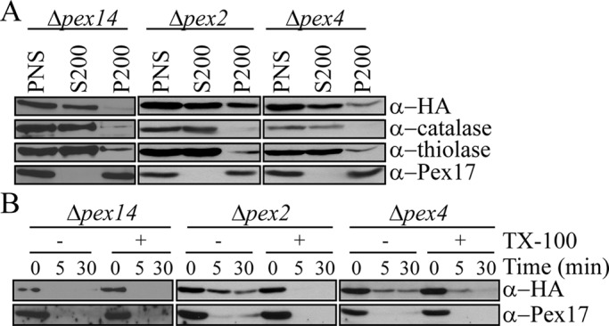 FIGURE 6: