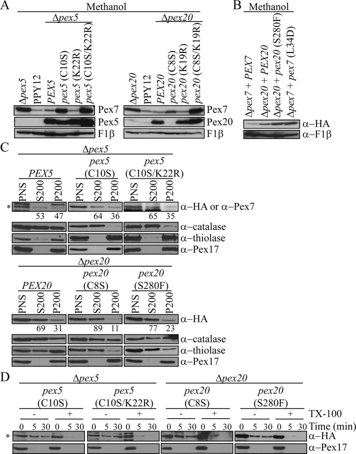 FIGURE 5: