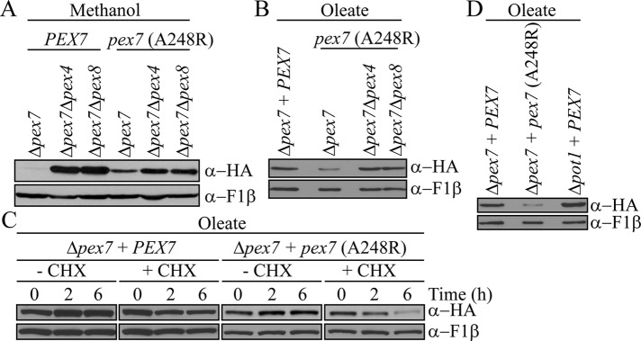 FIGURE 3: