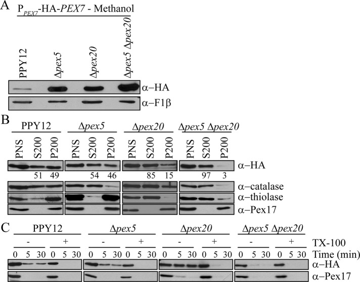 FIGURE 4: