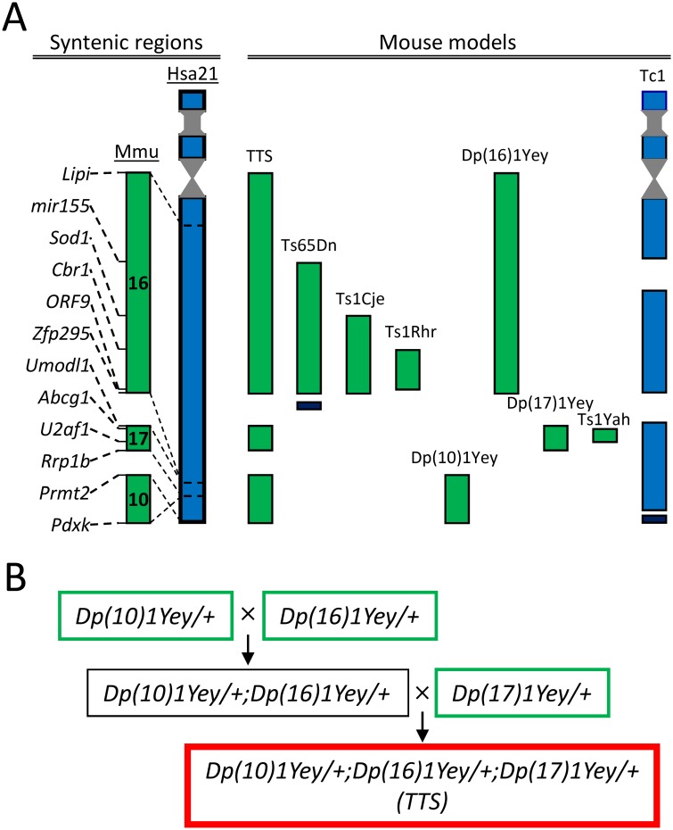 Fig 1