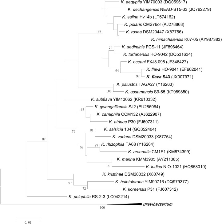 FIGURE 1