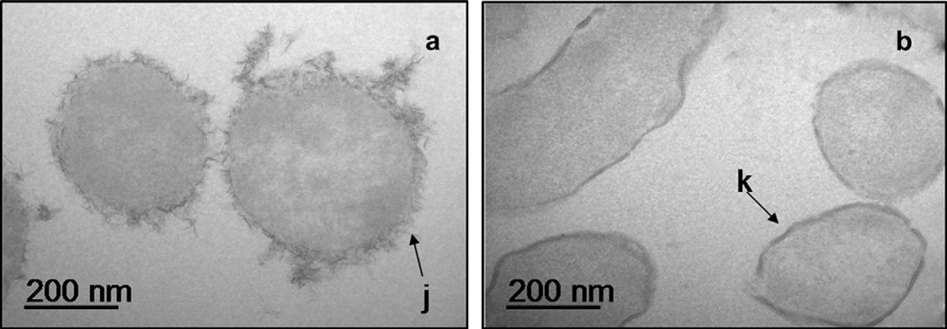 Fig. 11