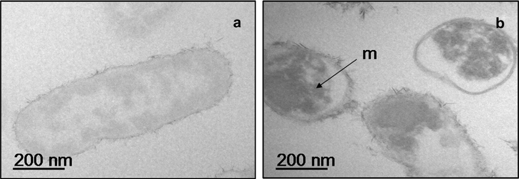 Fig. 13