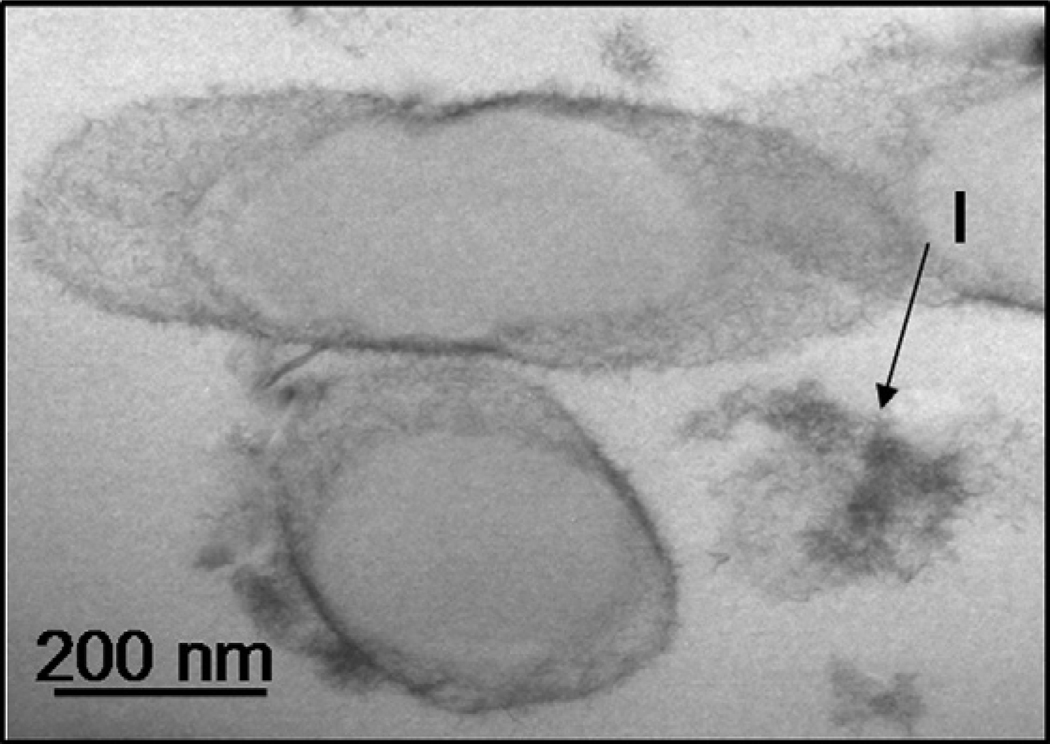 Fig. 12