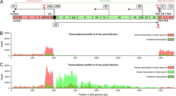 FIG 6