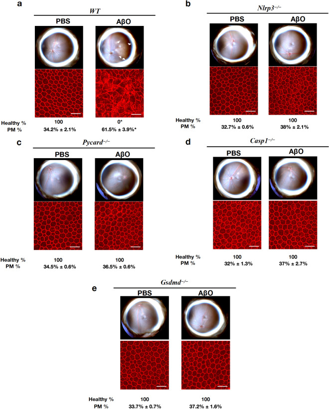 Fig. 2