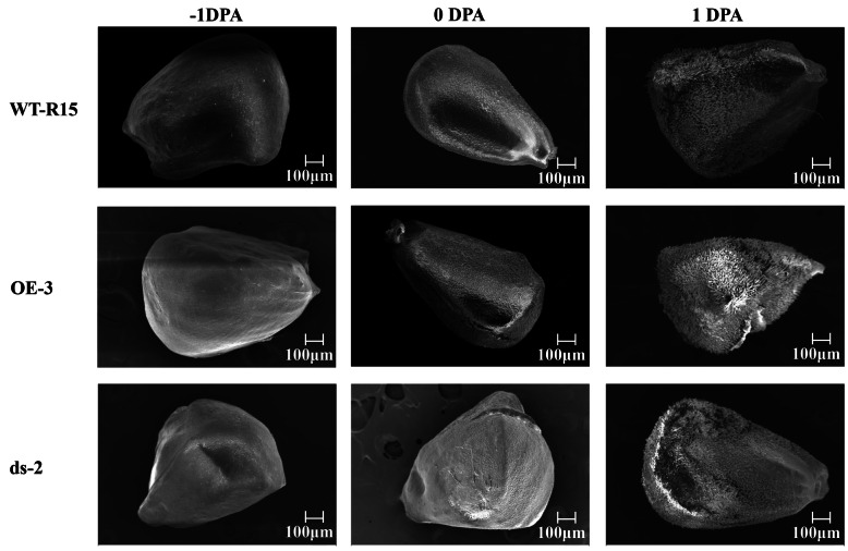 Fig. 8