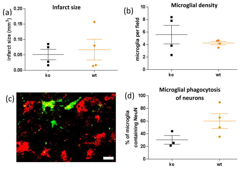 Knockout of the P2Y6 Receptor Prevents Peri-Infarct Neuronal Loss after ...