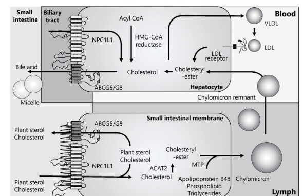 Fig.1. Schema of sterol metabolism focusing on ABCG5/8 and NPC1L1