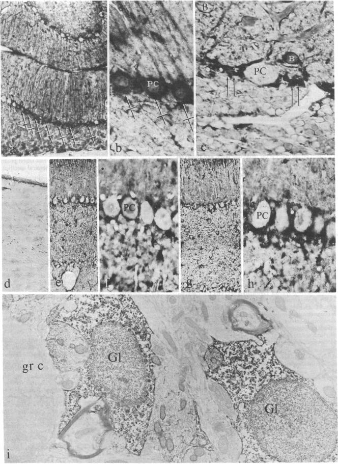 graphic file with name pnas00004-0550-a.jpg