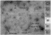 Fig. 8