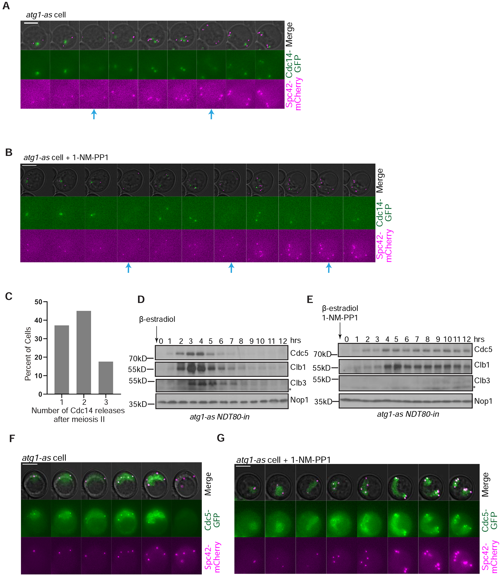 Figure 4: