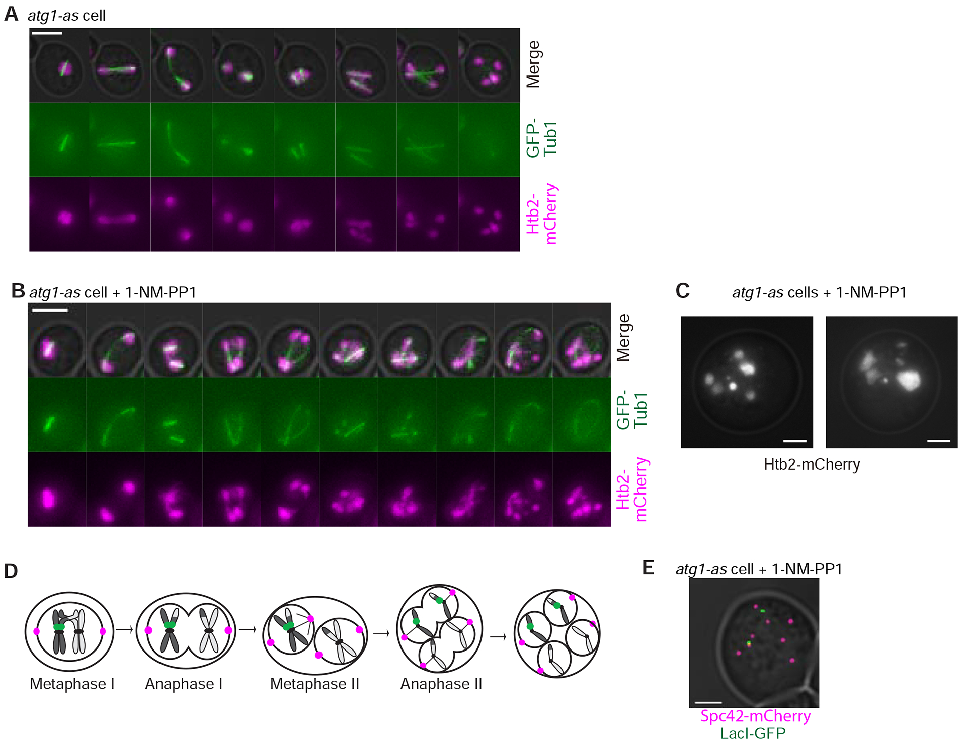 Figure 3: