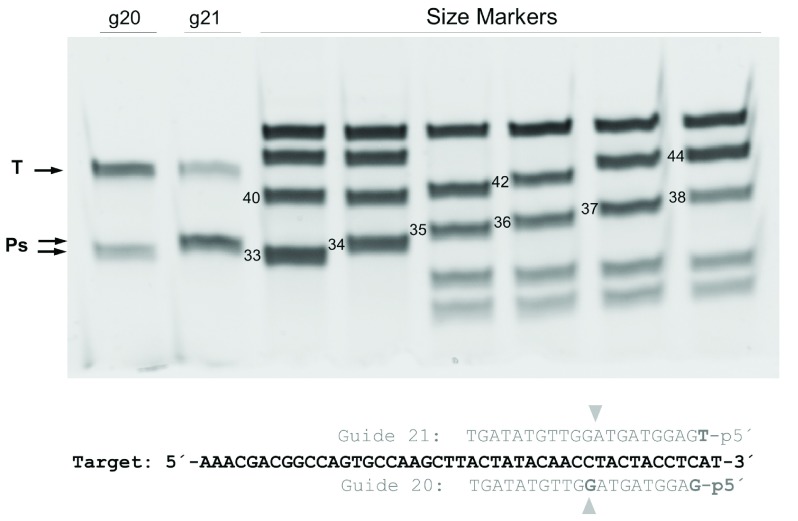 Figure 7. 