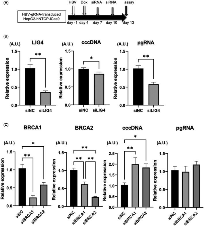 FIGURE 4