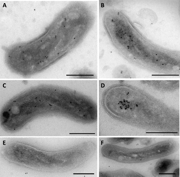 FIG. 6.