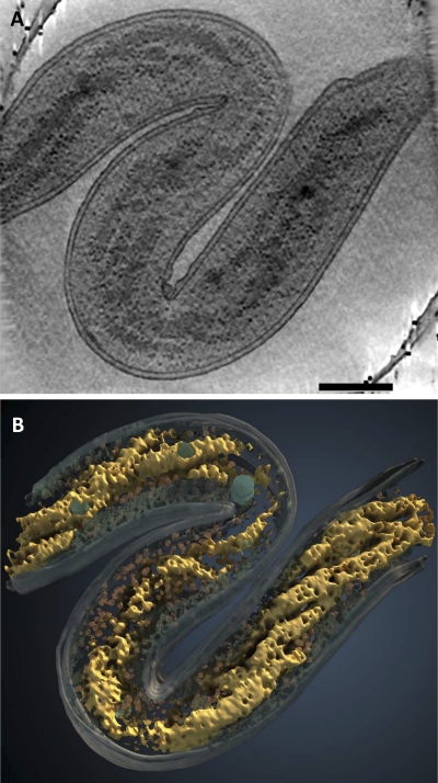 FIG. 2.