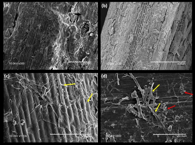 Fig 12