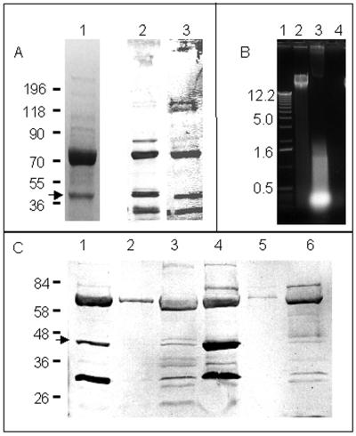 FIG. 1