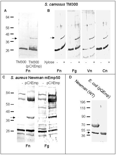 FIG. 5