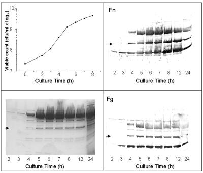 FIG. 3