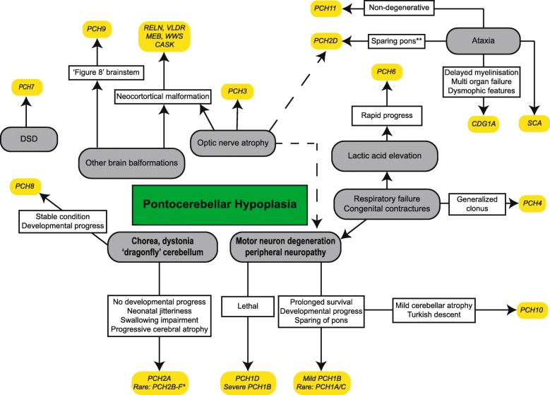 What’s new in pontocerebellar hypoplasia? An update on genes and ...