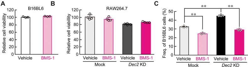 Figure 4. Regulation of antitumor immunity of RAW264.7 macrophages by DEC2. (A and B) The viability of B16/BL6 melanoma (A) and mock-transduced or Dec2 KD RAW264.7 cells (B) after treatment with 10 µmol/L BMS-1 for 24 hours. C, BMS-1 increases the antitumor immunity of RAW264.7 cells under coculture conditions. B16/BL6 melanoma was cocultured with mock-transduced or Dec2 KD RAW264.7 cells, and cells were treated with 10 µmol/L BMS-1 or vehicle (0.5% DMSO) for 24 hours. All experiments were conducted without synchronization of the circadian clock. Values are the mean with SD (n = 6). **, P < 0.01; significant difference between the two groups (F3,20 = 419.160, P < 0.001; one-way ANOVA with Tukey Kramer post hoc test).